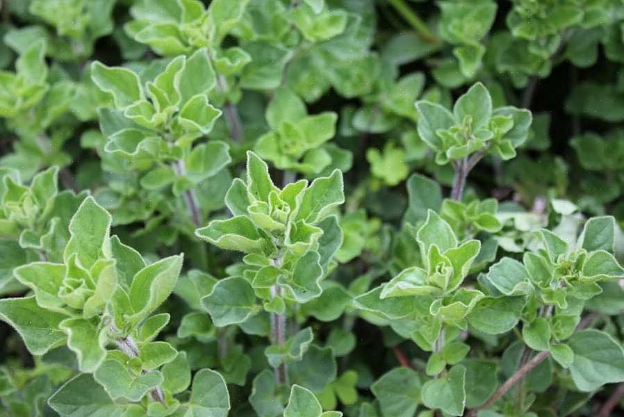 Uma única planta pode fornecer a manjerona durante anos (com os cuidados de inverno necessários)