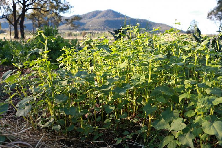 Você precisará transformar a colheita de adubo verde no solo no início da primavera