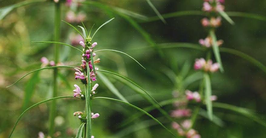 Para cultivar motherwort na horta