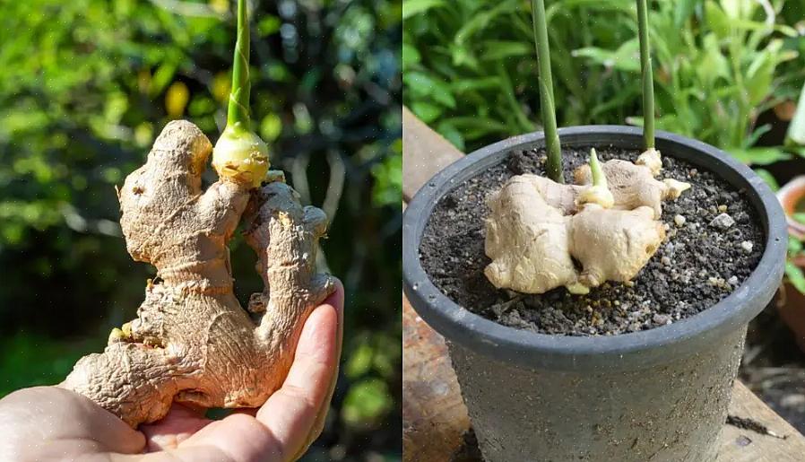 Mantenha sua raiz de gengibre crescendo alegremente