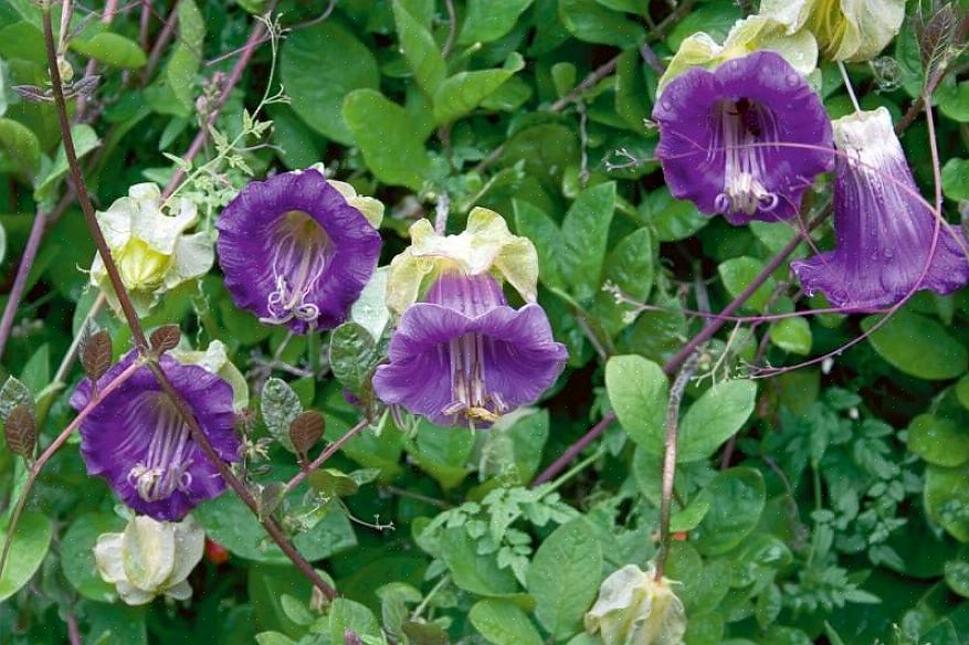 As flores têm uma forma única que merece os dois nomes vulgares