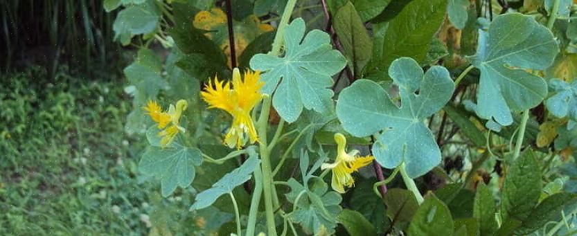 Embora a trepadeira-canário tenha flores amarelas que lembram as asas emplumadas de um canário