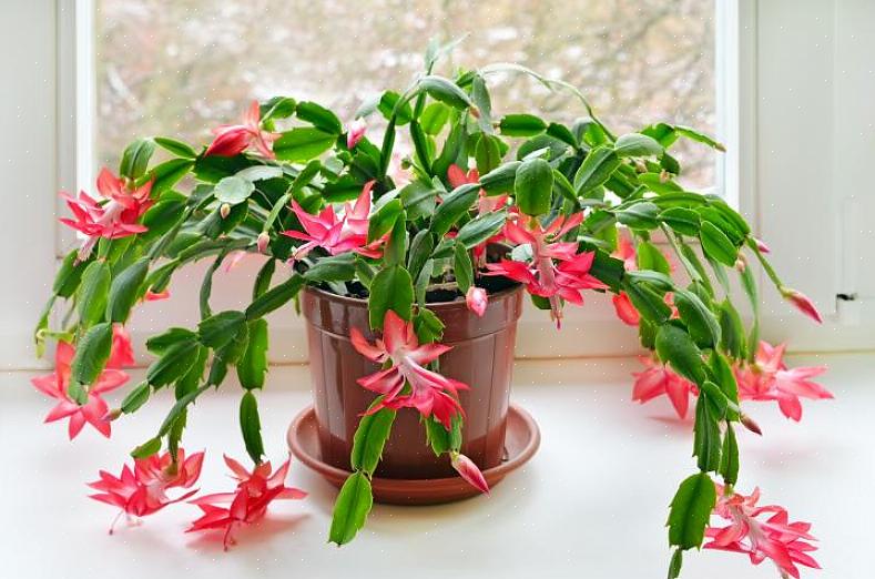 Para que o seu cacto de Natal floresça na época do Natal