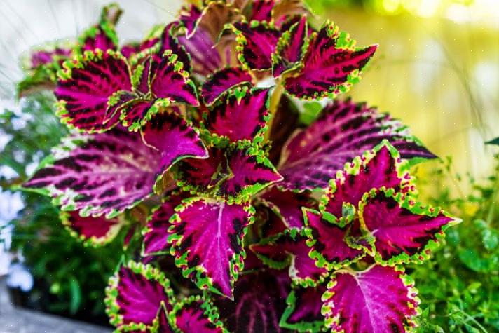 As plantas Coleus são uma das raras plantas cultivadas quase exclusivamente para obter folhagens coloridas