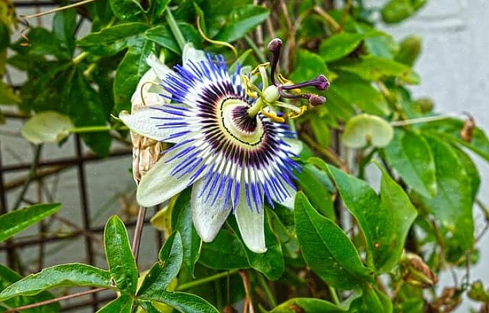 As videiras da maracujá têm folhas profundamente lobadas com flores que pendem ou espreitam das folhas