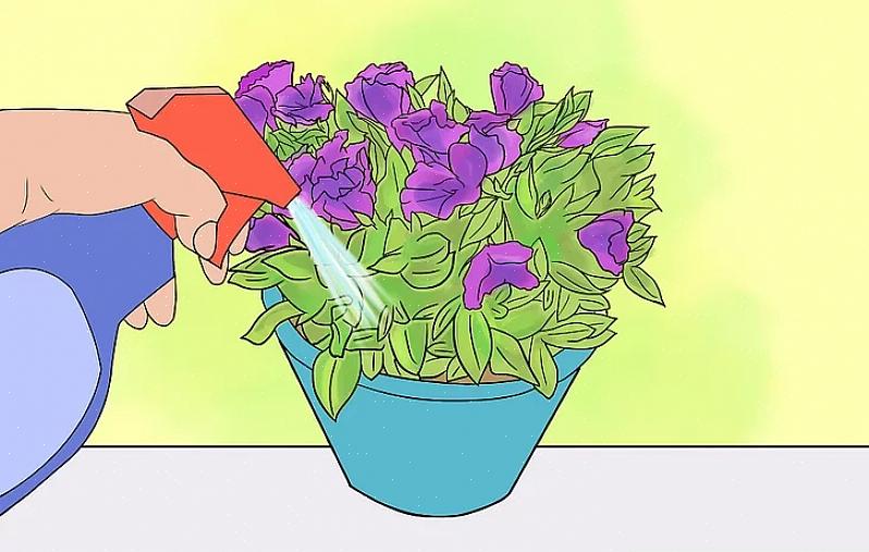 Lisianthus não foi projetada para sobreviver permanentemente como plantas domésticas em vasos