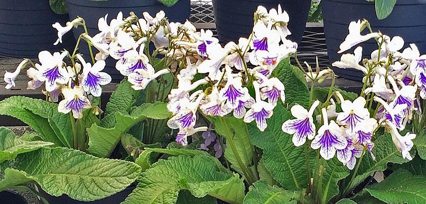 A maioria das espécies de Streptocarpus cresce em encostas rochosas