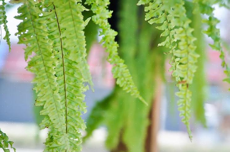 A samambaia de Boston (Nephrolepis exaltata bostoniensis) é uma das samambaias mais conhecidas