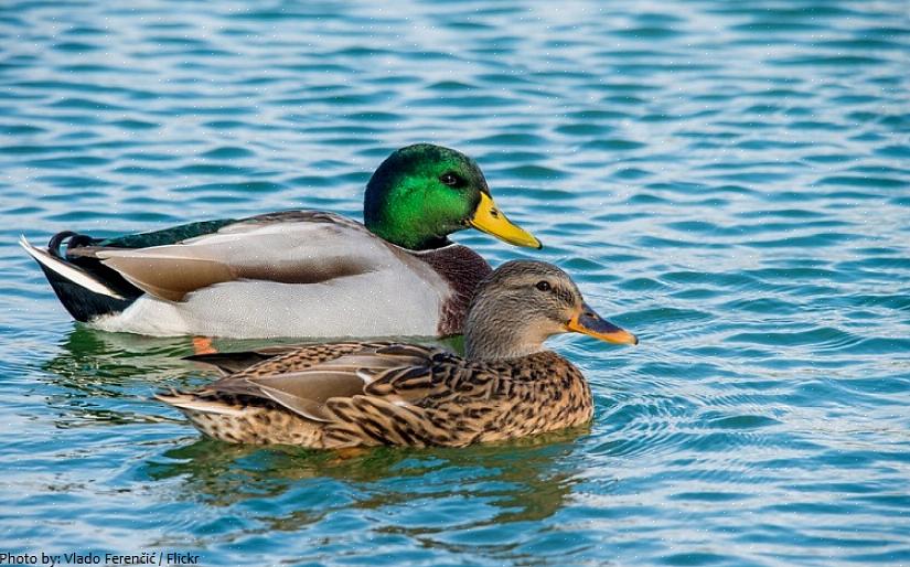 Os patos também têm sido porta-vozes de empresas ou apresentados em campanhas publicitárias