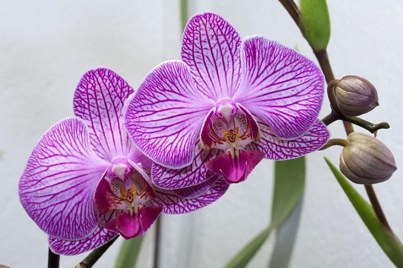 Temperaturas muito baixas também podem causar o amarelecimento das folhas das orquídeas