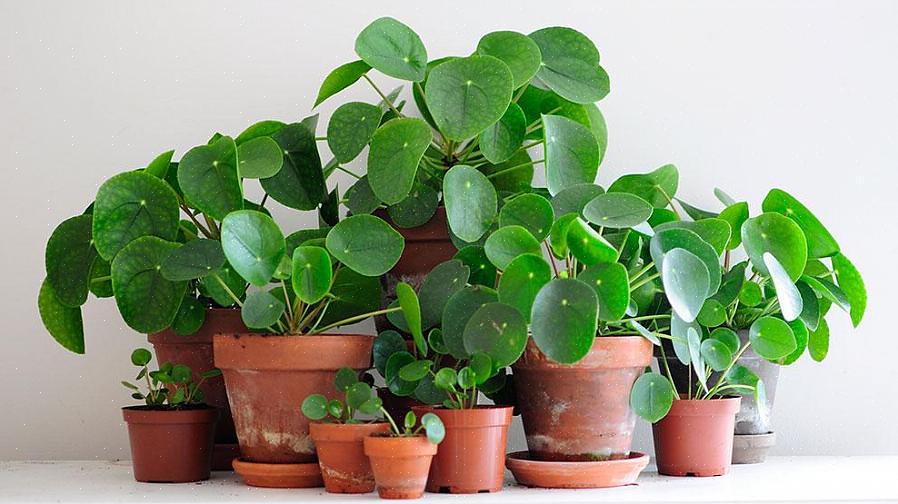 Pilea é um gênero que consiste em cerca de 600 espécies de plantas de folhagem tropical tenras pelo gelo