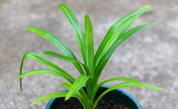 Pandanus pode ser tolerante à seca