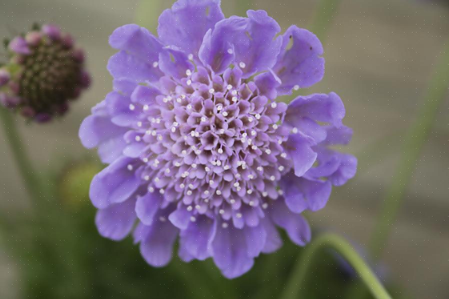 As flores Scabiosa ganharam o apelido de flor de alfineteiro devido aos estames proeminentes que emergem