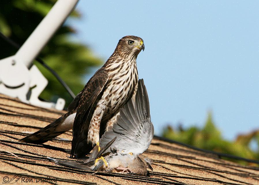 O abrigo deve estar a menos de 10 metros dos comedouros dos pássaros para que as aves pequenas possam