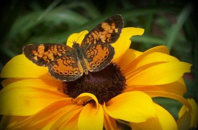 Beija-flores para o seu jardim é tão fácil quanto plantar as flores que eles gostam