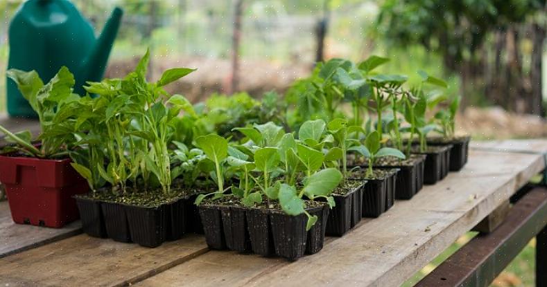 Plantas de polinização aberta são plantas com sementes que se estabilizaram