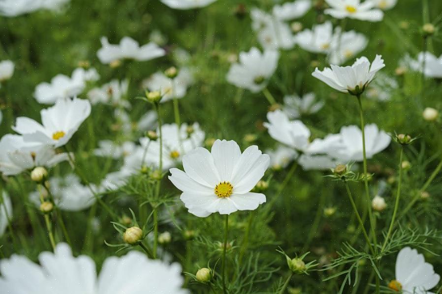 Mas você pode colocá-las ao redor de plantas perenes emergentes