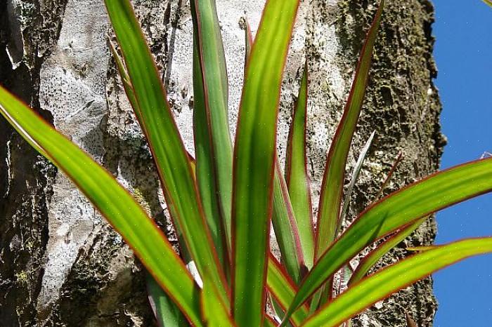 Um grupo dracaena é um grande grupo de plantas que vão desde o popular