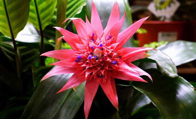 Verdes claras com uma espetacular flor de bráctea azul