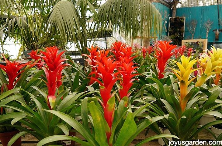 As bromélias são uma das melhores plantas tropicais para cultivar em sua casa