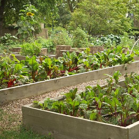 Alguns jardineiros podem escolher vegetais adequados para recipientes para esta rodada de plantio de agosto