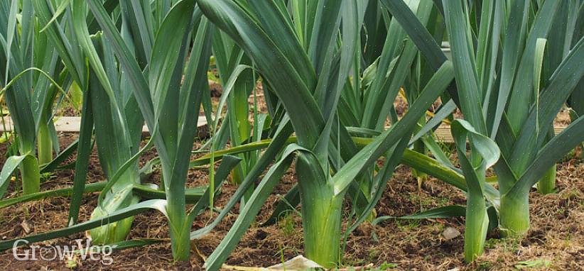 E a planta assume uma aparência quase plana até que as folhas se tornem longas