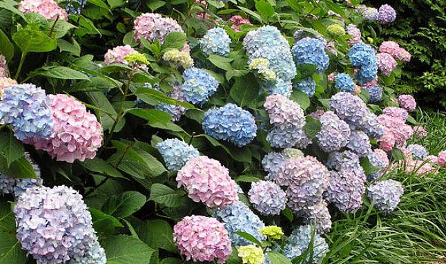 As hortênsias se beneficiam de 2,50 cm de água por semana durante o verão (a menos que chova)