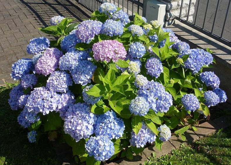 As hortênsias mais comumente cultivadas costumavam ser as hortênsias de folha grande (Hydrangea macrophylla)