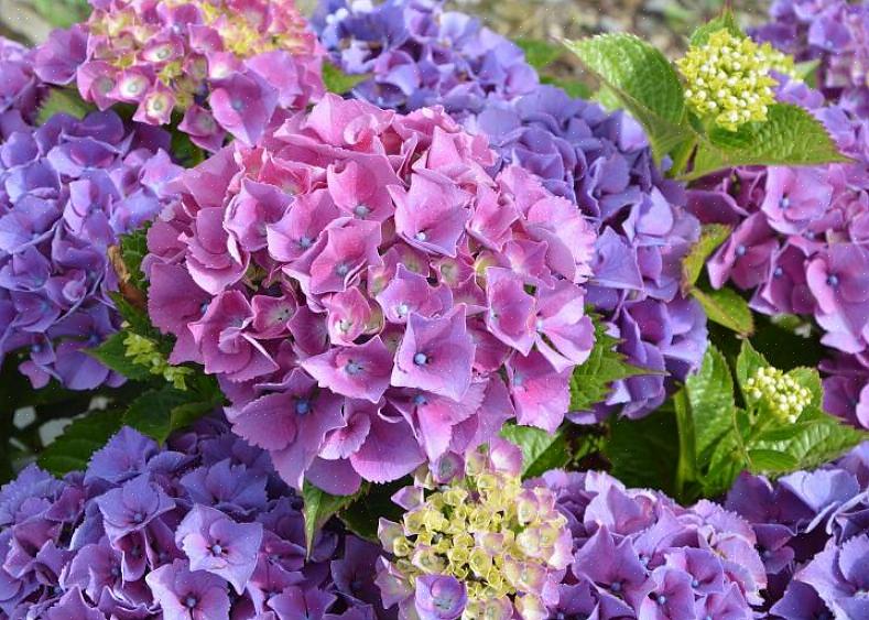 Hortênsias lacecap florescem em madeira velha