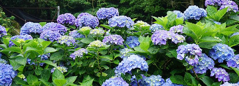 Isso porque algumas hortênsias florescem no que é chamado de "madeira velha"