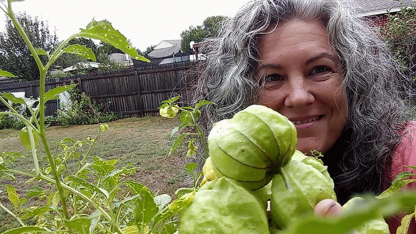 Tomatillos são semelhantes em aparência às groselhas-da-capa