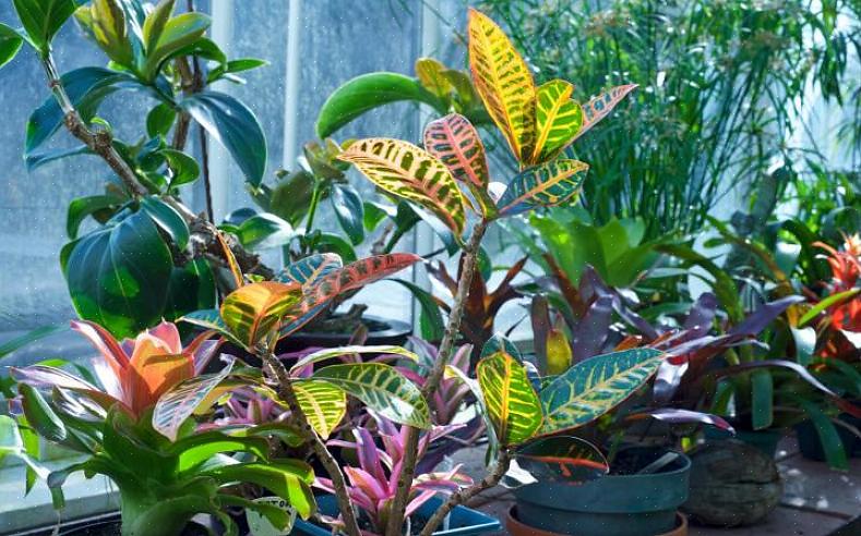 Crotons não crescem bem a partir da semente porque a planta é instável