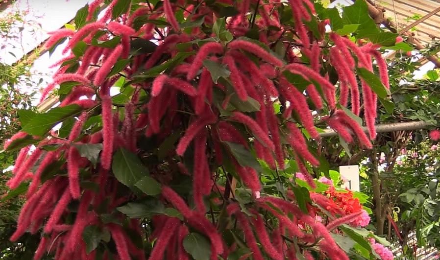 Combine a planta de chenille com flores complementares que apreciam as mesmas condições de crescimento