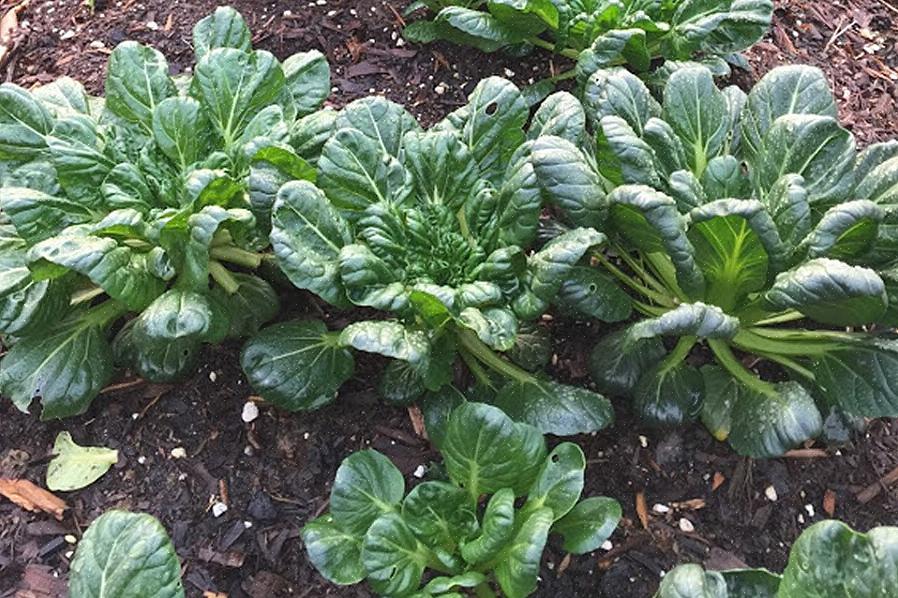 As plantas tatsoi tendem a crescer em uma roseta mais plana do que o bok choi