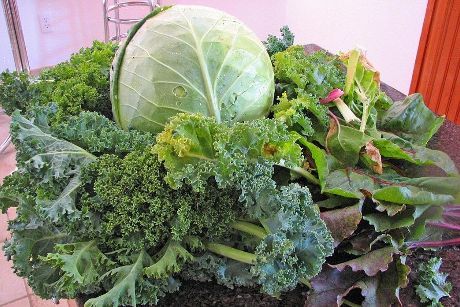 Jardinagem de vegetais na estação fria