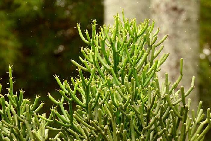 O comumente chamado cacto lápis (Euphorbia tirucalli) é um membro da família Euphorbia