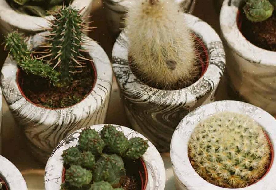 Provavelmente poderá cultivar a espécie Echinopsis sem muitos problemas