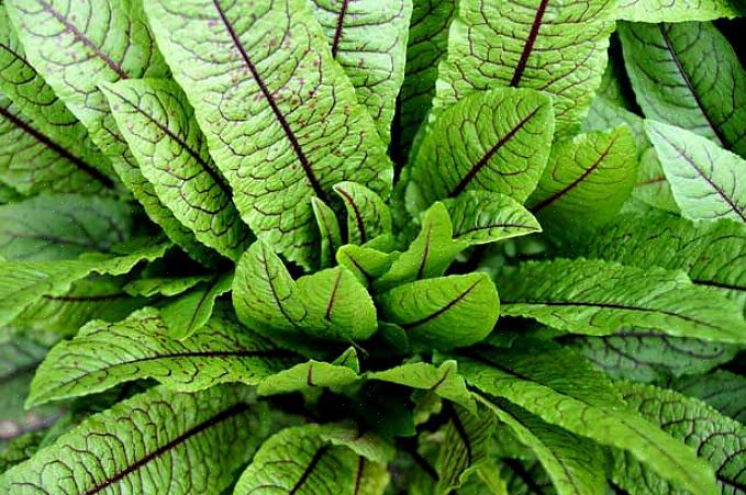 As plantas sorrel têm folhas lisas em forma de flecha que crescem a partir de uma roseta central