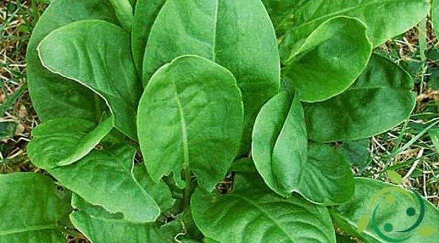 As 2 espécies mais comumente cultivadas são Garden Sorrel (Rumex acestosa)