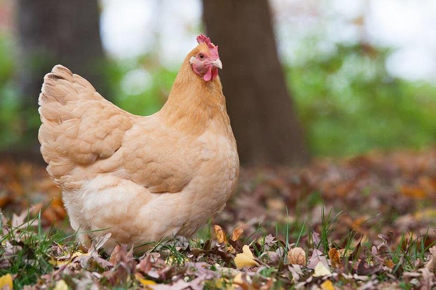 O frango Orpington é um bom frango utilitário para todos os fins