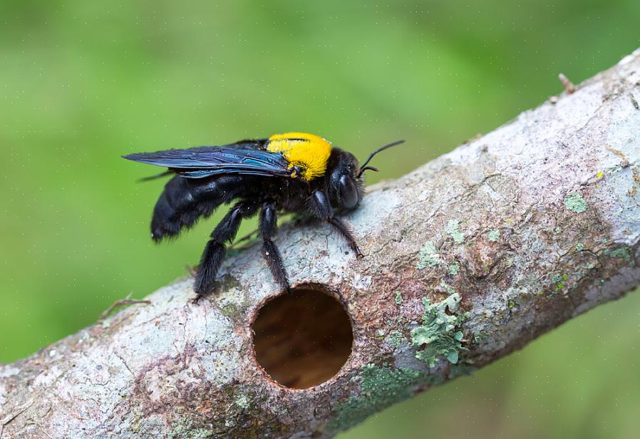 As abelhas carpinteiras fazem seus ninhos na madeira macia morta de árvores