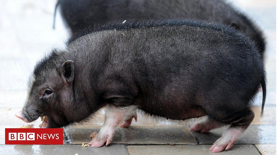 Um alimento formulado especificamente para porcos barrigudos ou mini porcos deve ser alimentado