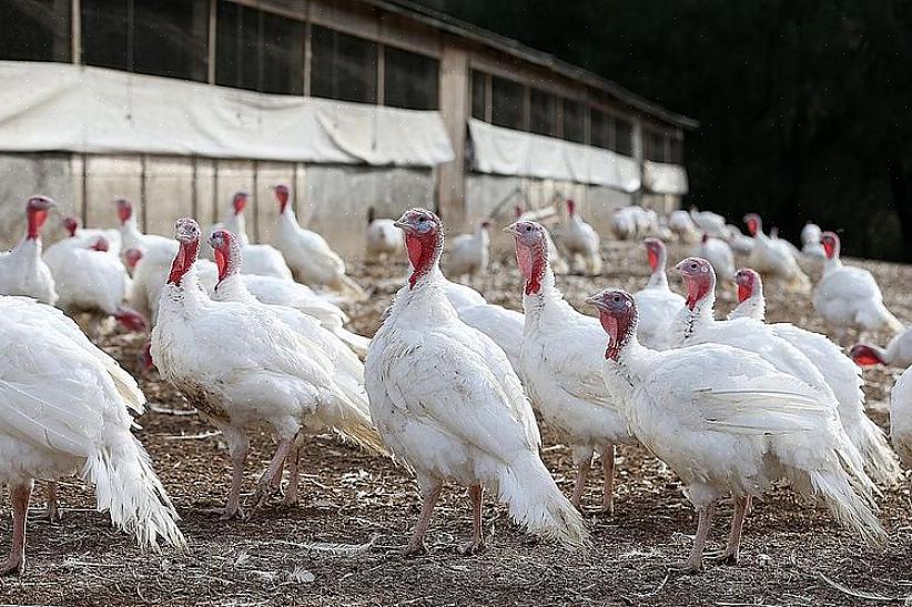 São considerados uma das raças de peru de herança mais saborosa