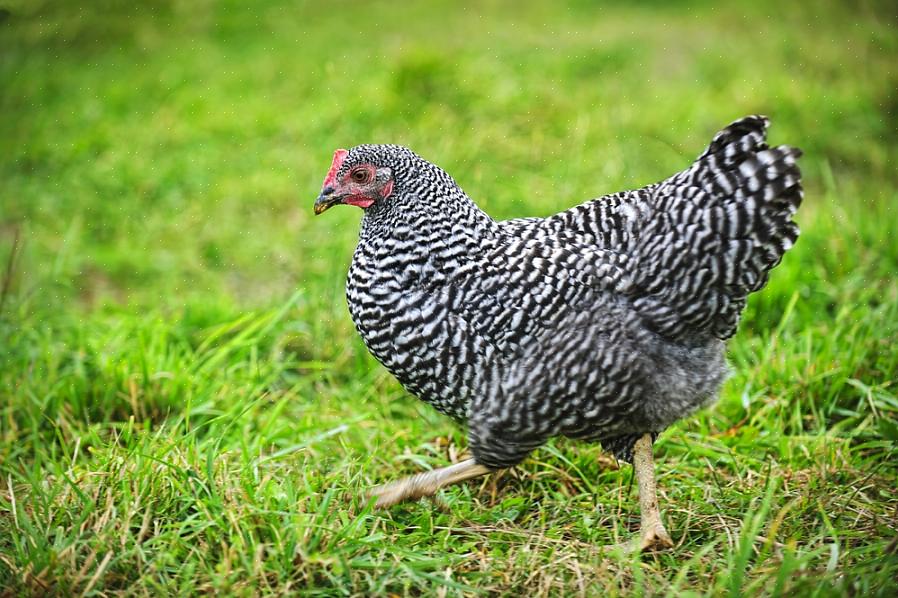 Um Barred Rock é na verdade uma galinha Plymouth Rock preto