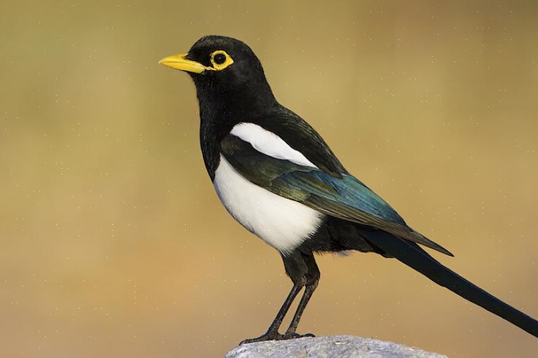 A pega-de-bico-amarelo também é ligeiramente menor do que seu primo-de-bico-preto e