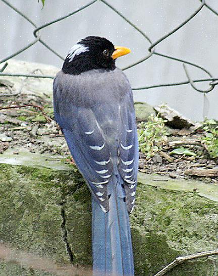 Pega-de-bico-preto - O corvid com a cauda maluca Habitat