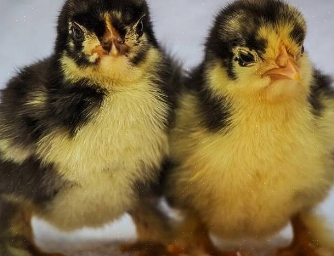 Se você esperar até que eles cheguem para acender a lâmpada da chocadeira