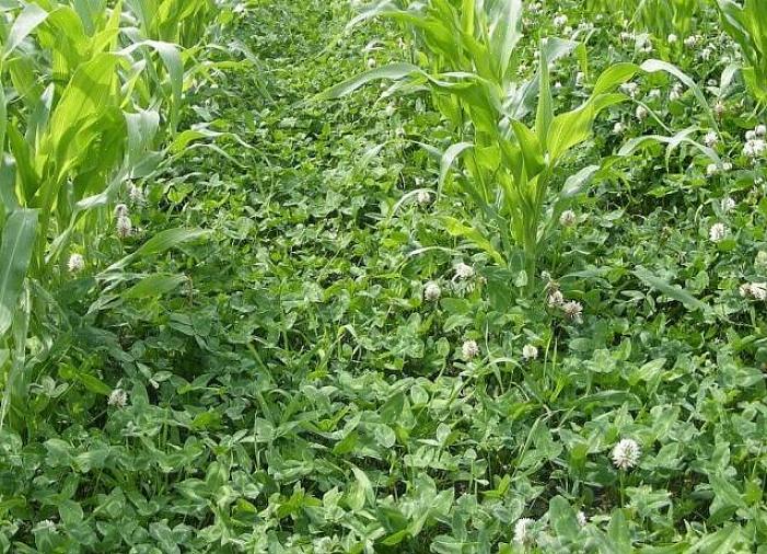 As culturas de cobertura cultivadas no verão são frequentemente usadas para preencher o espaço durante