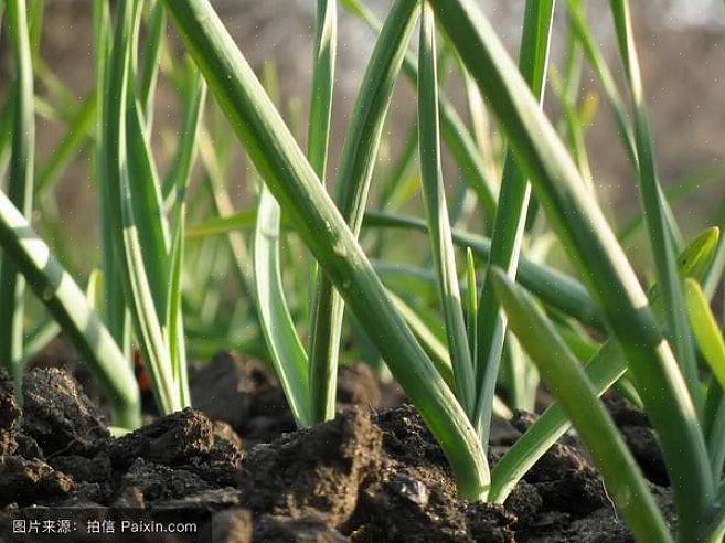 Alho duro (Allium sativum var