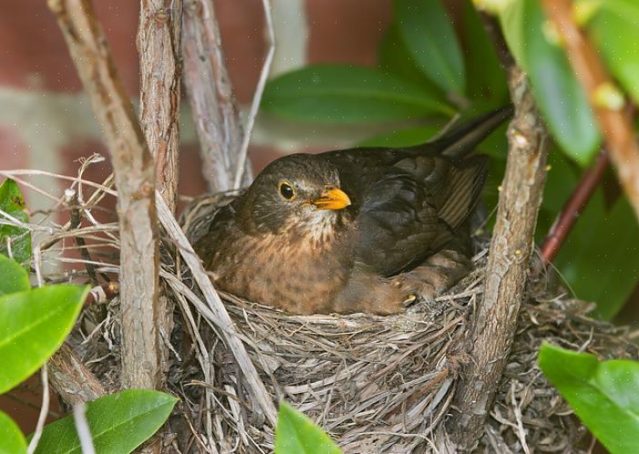 Muitas aves diurnas interrompem seus padrões de atividade para migrar durante a noite em vez de durante